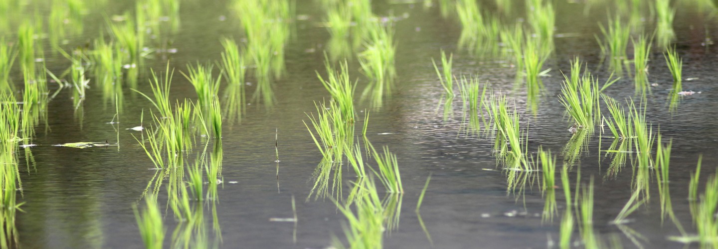 Grãos do Pampa Gaúcho