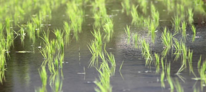 Grãos do Pampa Gaúcho